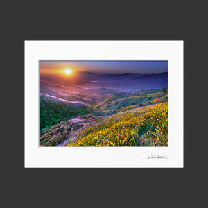 Crafton Hills Wildflowers