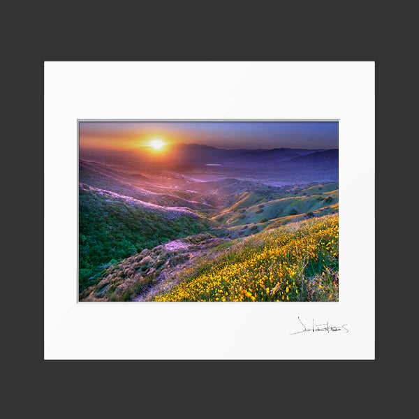 Crafton Hills Wildflowers