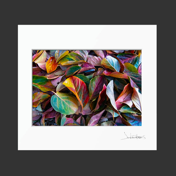 Autumn Leaves