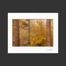 Load image into Gallery viewer, Autumn in Forest Falls
