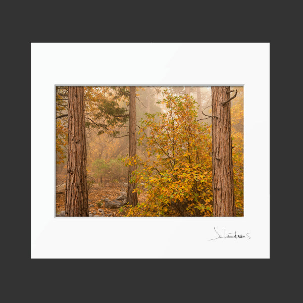 Autumn in Forest Falls