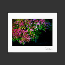 Load image into Gallery viewer, Pistach Tree

