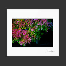 Load image into Gallery viewer, Pistach Tree
