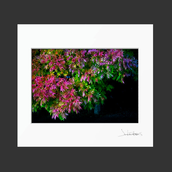 Pistach Tree