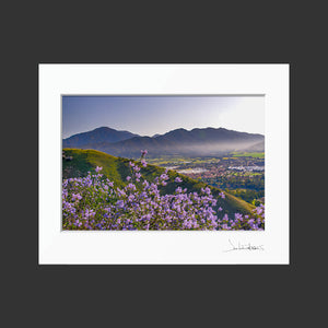 Spring Ceonothus Over Yucaipa