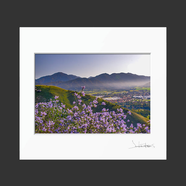 Spring Ceonothus Over Yucaipa