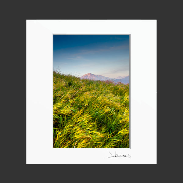 Grassy Spring Sunset